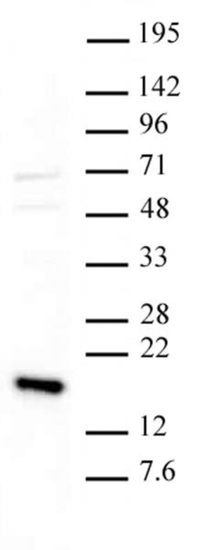 Histone H3K36me3 Antibody in Western Blot (WB)