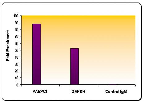 Histone H4K8ac Antibody in ChIP Assay (ChIP)