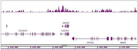 Histone H4K8ac Antibody in ChIP-Sequencing (ChIP-Seq)