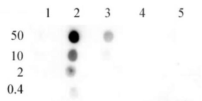 Histone H4K8ac Antibody in Dot Blot (DB)