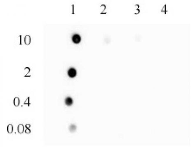 3-Methylcytosine (3-mC) Antibody in Dot Blot (DB)