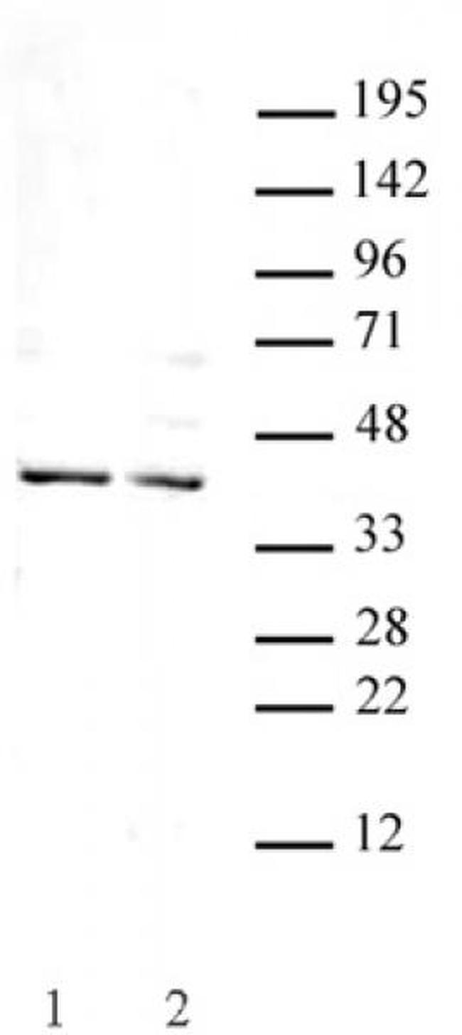 Goosecoid Antibody in Western Blot (WB)