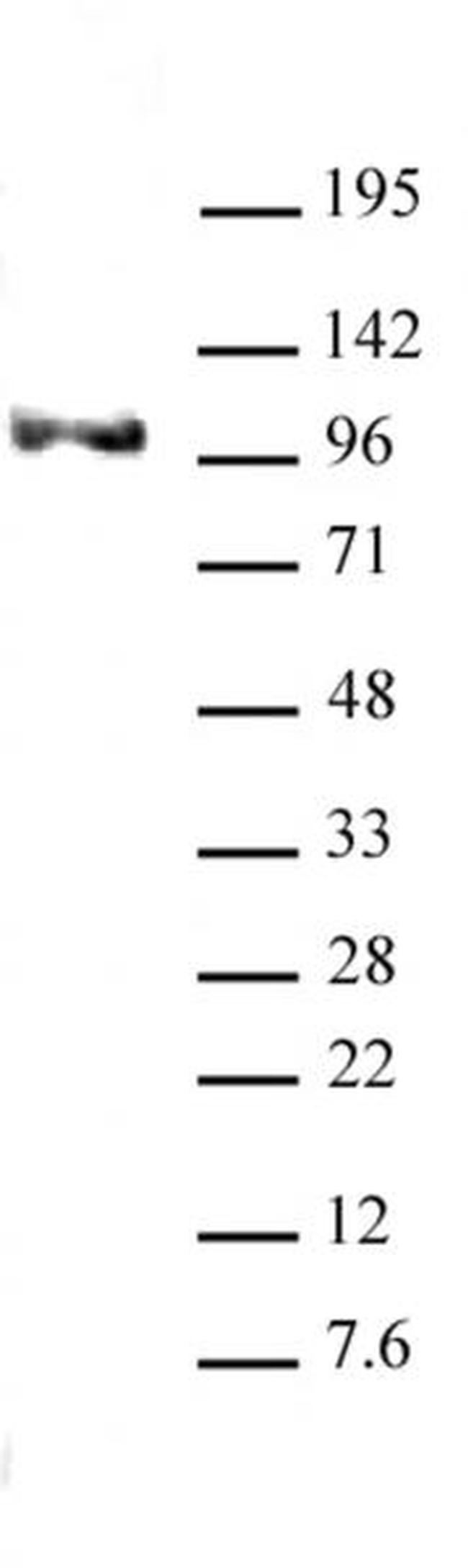 Notch1 Antibody in Western Blot (WB)