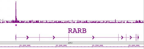 LXR-beta Antibody in ChIP Assay (ChIP)