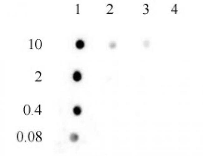 3-Methylcytosine (3-mC) Antibody in Dot Blot (DB)