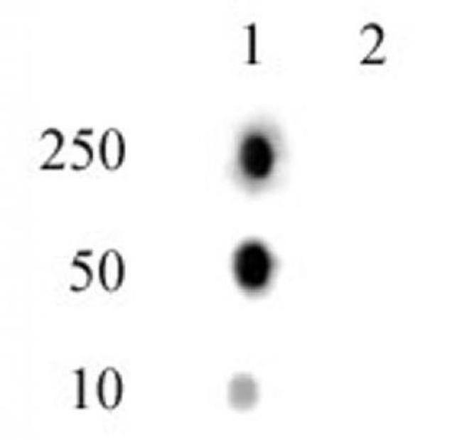 Histone H2AT120ph Antibody in Dot Blot (DB)