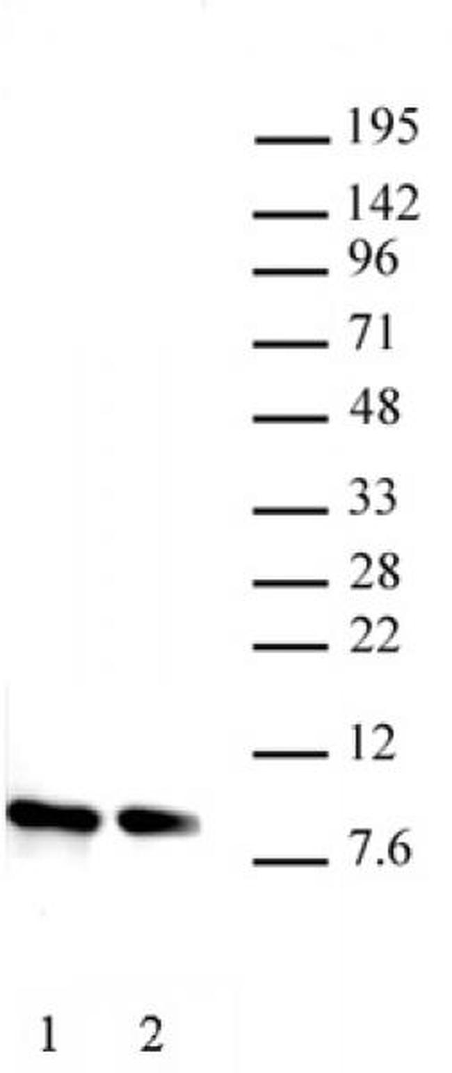 Histone H4 Antibody in Western Blot (WB)