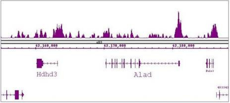 FOXG1 Antibody in ChIP-Sequencing (ChIP-Seq)