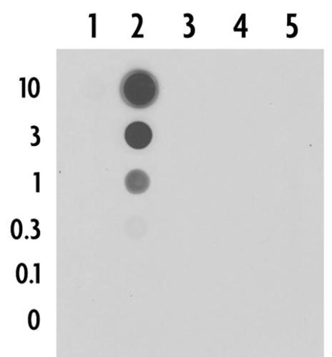 5-Formylcytosine (5-fC) Antibody in Dot Blot (DB)