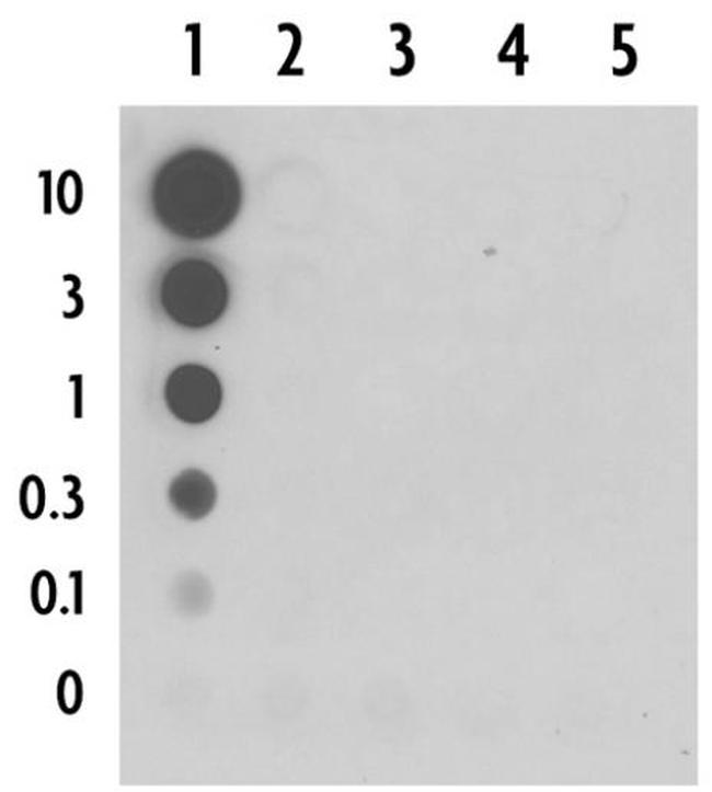 5-Carboxylcytosine (5-caC) Antibody in Dot Blot (DB)