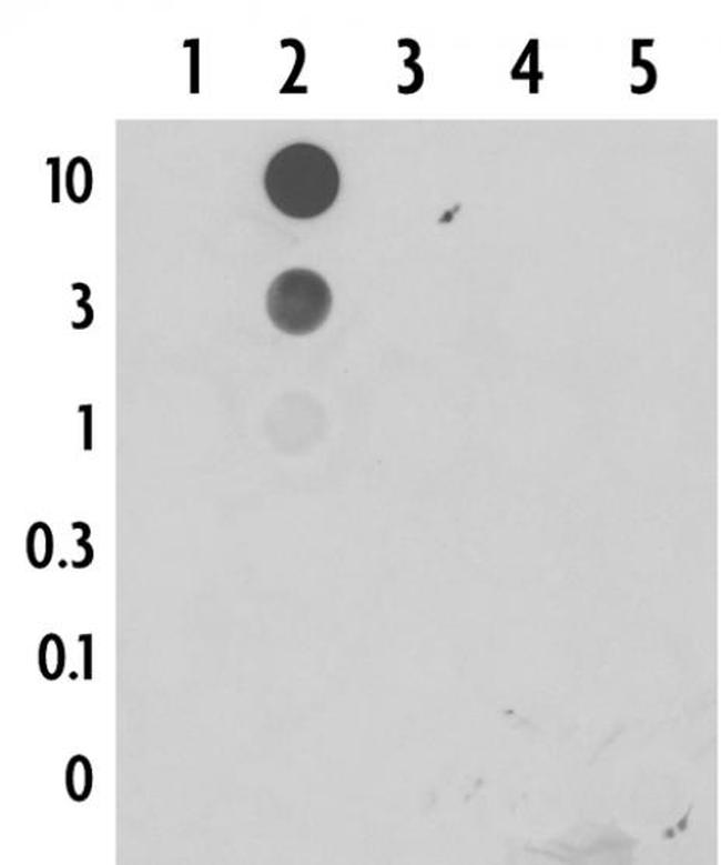 5-Formylcytosine (5-fC) Antibody in Dot Blot (DB)