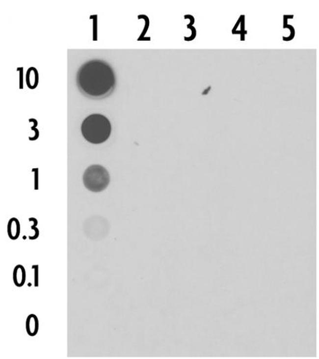 5-Carboxylcytosine (5-caC) Antibody in Dot Blot (DB)