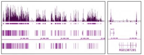 Histone H3K9ac Antibody in ChIP-Sequencing (ChIP-Seq)