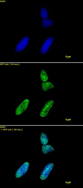 Histone H3K9ac Antibody in Immunocytochemistry (ICC/IF)