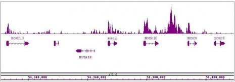 MLL / HRX Antibody in ChIP-Sequencing (ChIP-Seq)