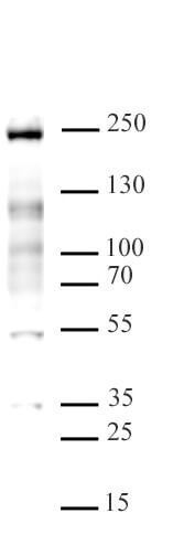 MLL / HRX Antibody in Western Blot (WB)