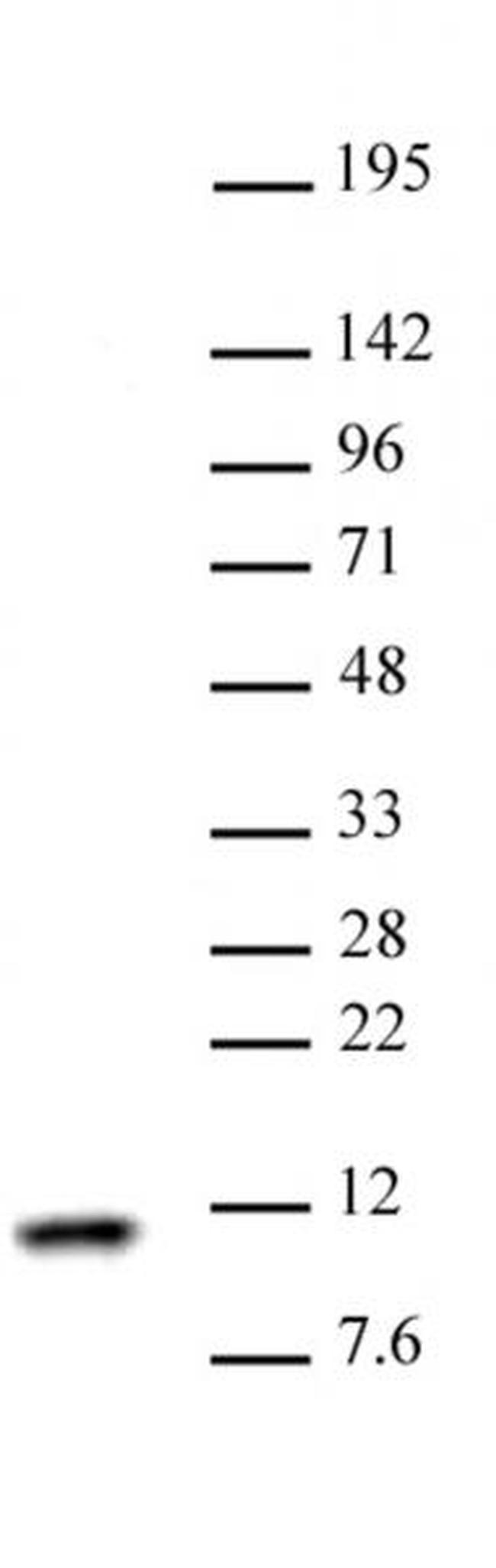 Histone H4 Antibody in Western Blot (WB)