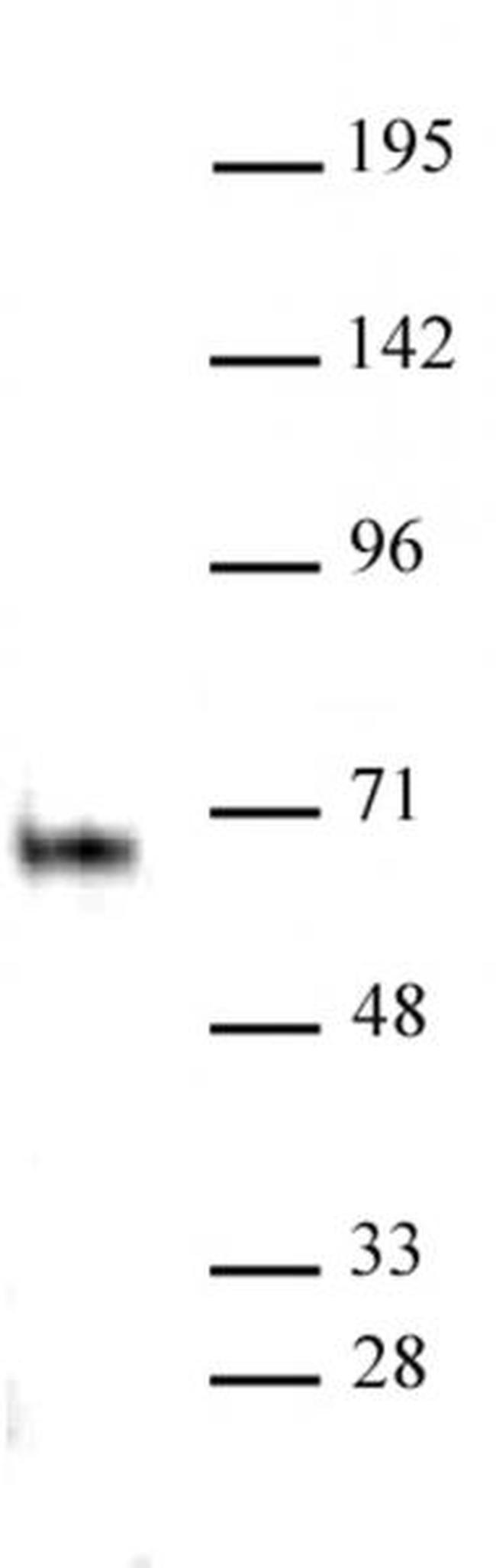 Elk-1 Antibody in Western Blot (WB)