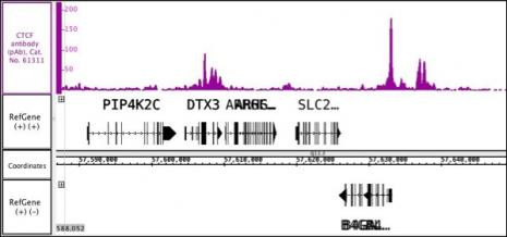 CTCF Antibody in ChIP Assay (ChIP)