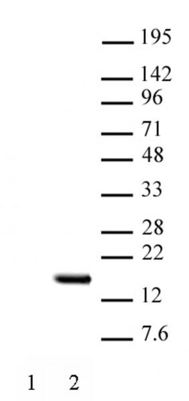 Histone H2BK15ac Antibody in Western Blot (WB)