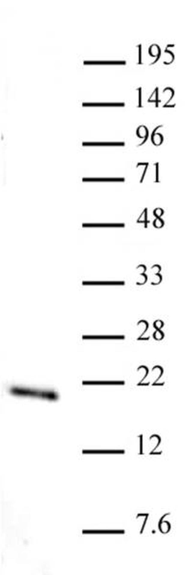 Histone H3K36me1 Antibody in Western Blot (WB)