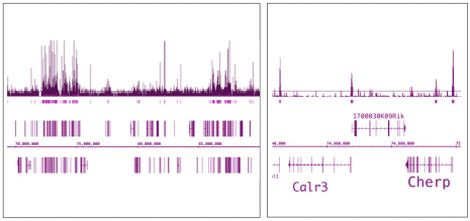 OGT/O-GlcNAc transferase Antibody in ChIP-Sequencing (ChIP-Seq)