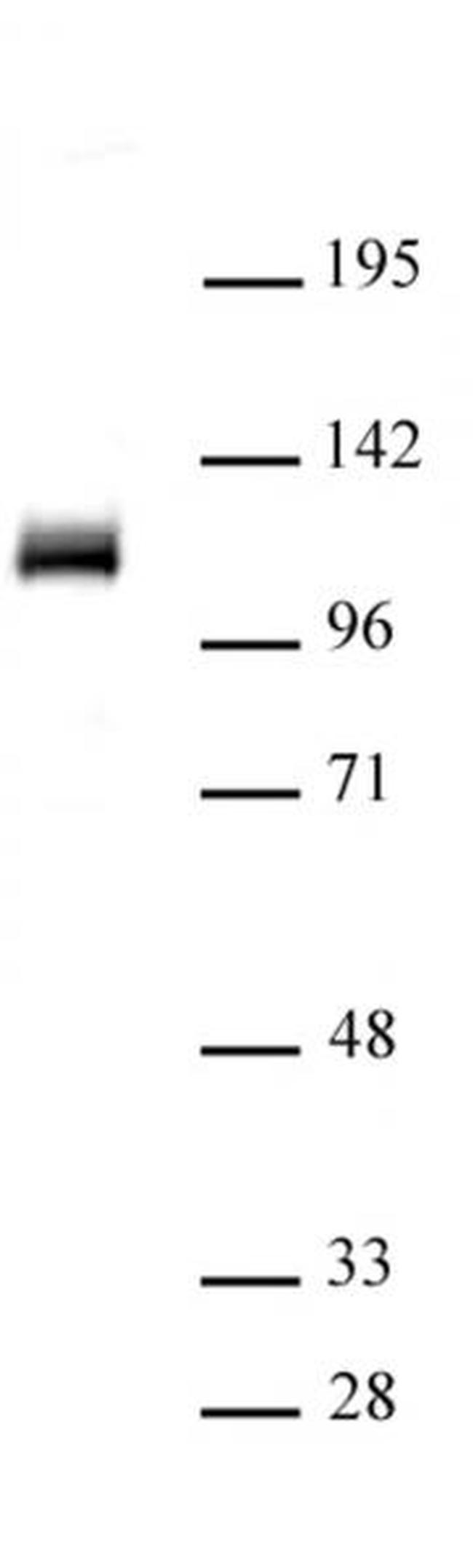 OGT/O-GlcNAc transferase Antibody in Western Blot (WB)