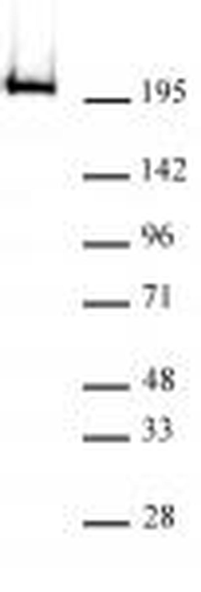 Phospho-RNA pol II CTD (Thr4) Antibody in Western Blot (WB)