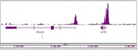 Histone H3K4me3 Antibody in ChIP-Sequencing (ChIP-Seq)