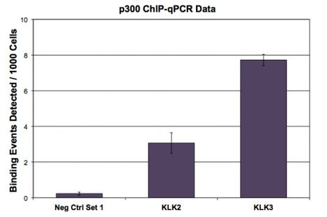 p300 Antibody in ChIP Assay (ChIP)