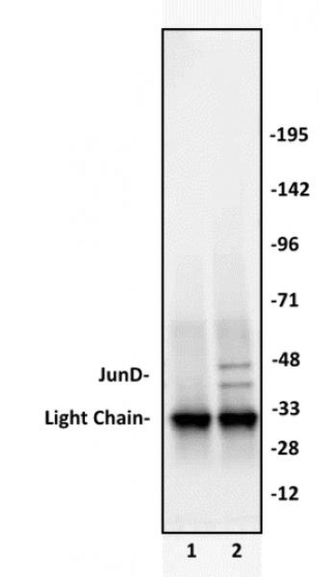 JunD Antibody in Western Blot (WB)