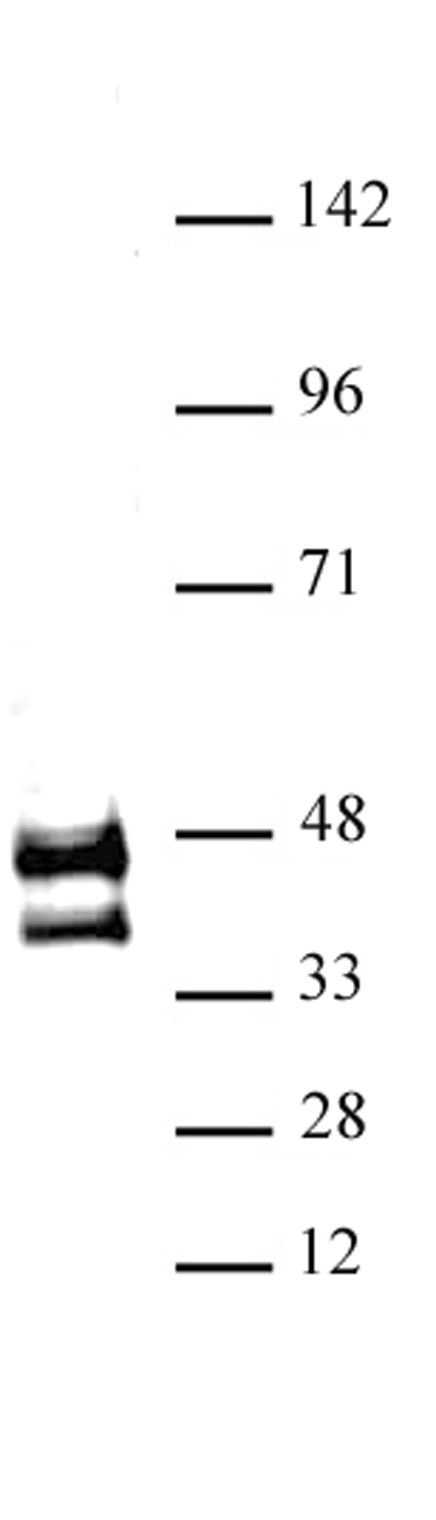 JunD Antibody in Western Blot (WB)