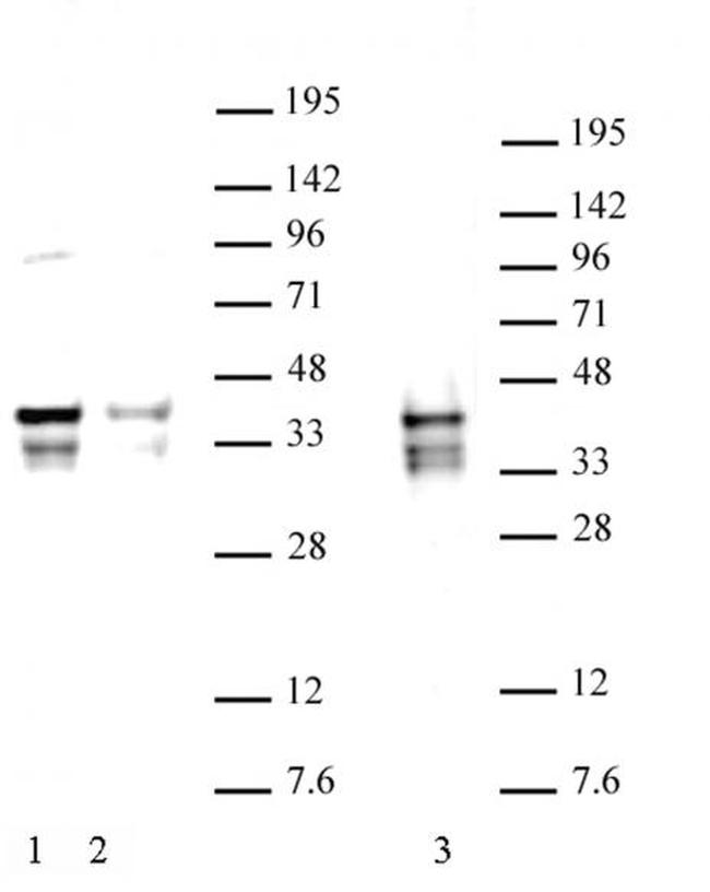 Nanog Antibody in Western Blot (WB)