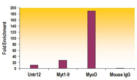 Histone H3K27me2 Antibody in ChIP Assay (ChIP)