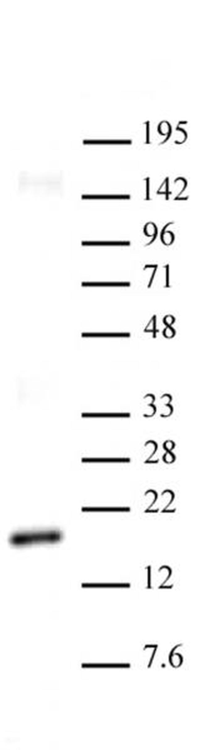 Histone H3K27me2 Antibody in Western Blot (WB)