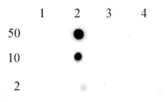 Histone H2BK5me1 Antibody in Dot Blot (DB)