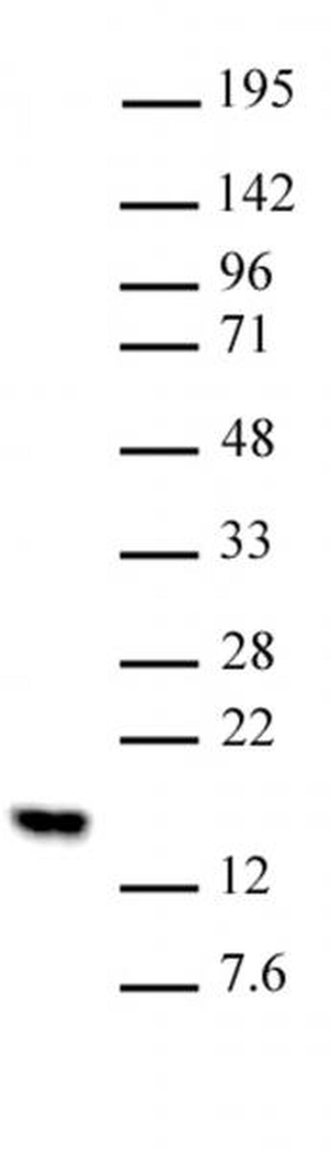 Histone H2BK5me1 Antibody in Western Blot (WB)