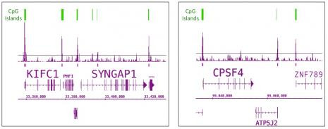 Tet1 Antibody in ChIP-Sequencing (ChIP-Seq)