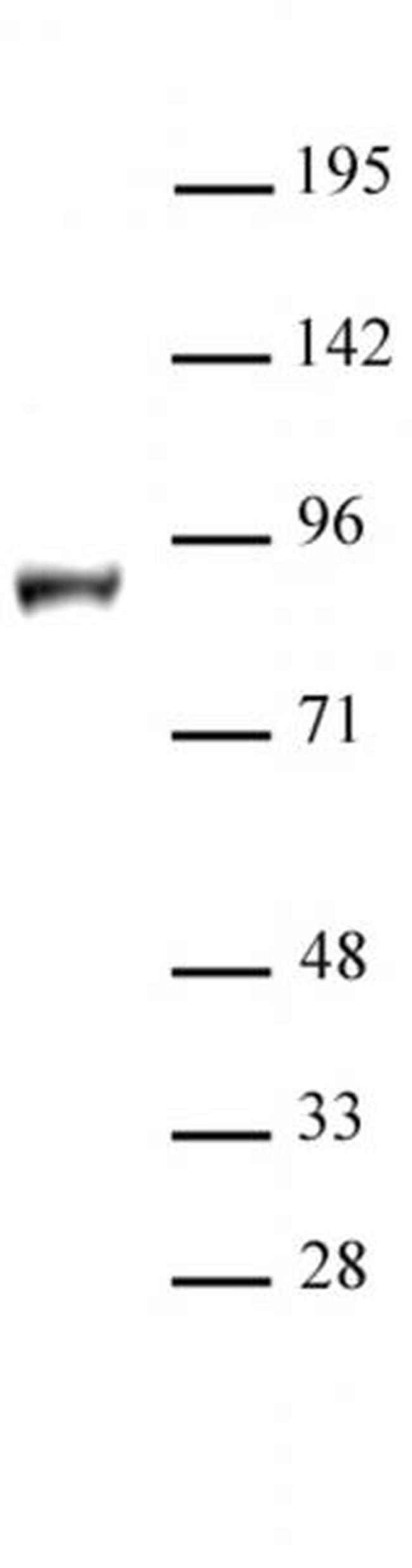 KDM1B / LSD2 Antibody in Western Blot (WB)