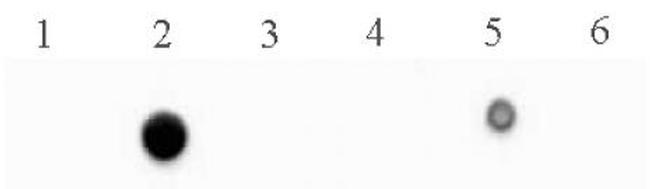 5-Methylcytosine (5-mC) Antibody in Dot Blot (DB)