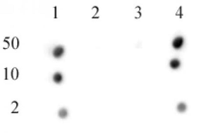 Phospho-CENP-A (Ser18) Antibody in Dot Blot (DB)