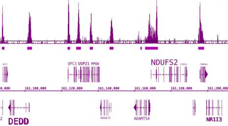 BRD3 Antibody in ChIP-Sequencing (ChIP-Seq)