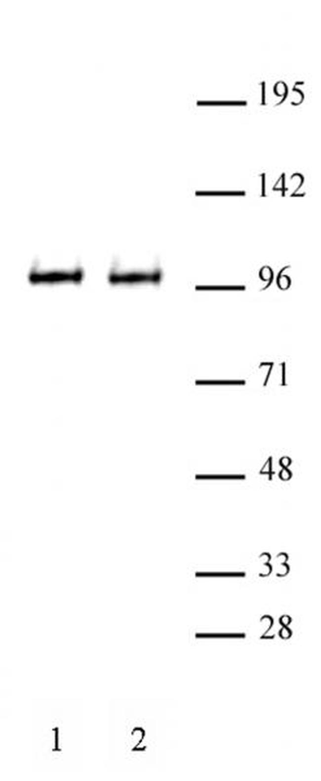 BRD3 Antibody in Western Blot (WB)