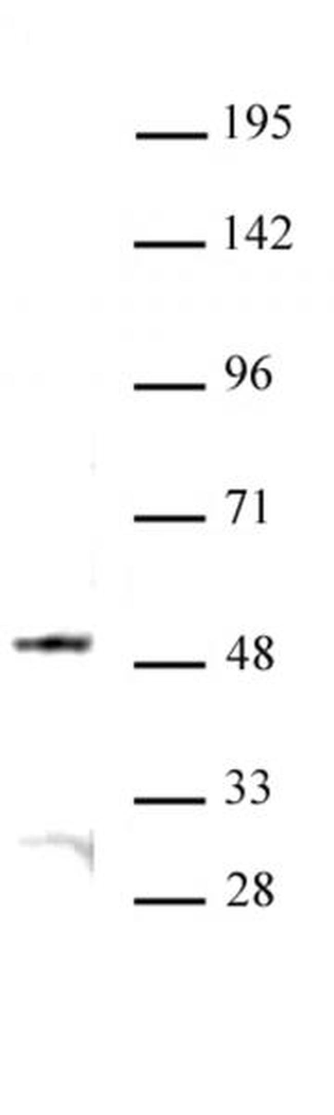 JMJD6 Antibody in Western Blot (WB)