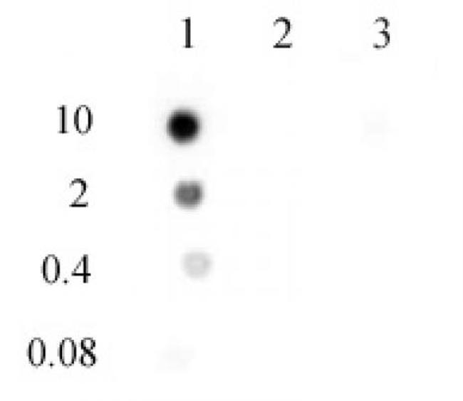 N6-Methyladenosine (m6A) Antibody in Dot Blot (DB)