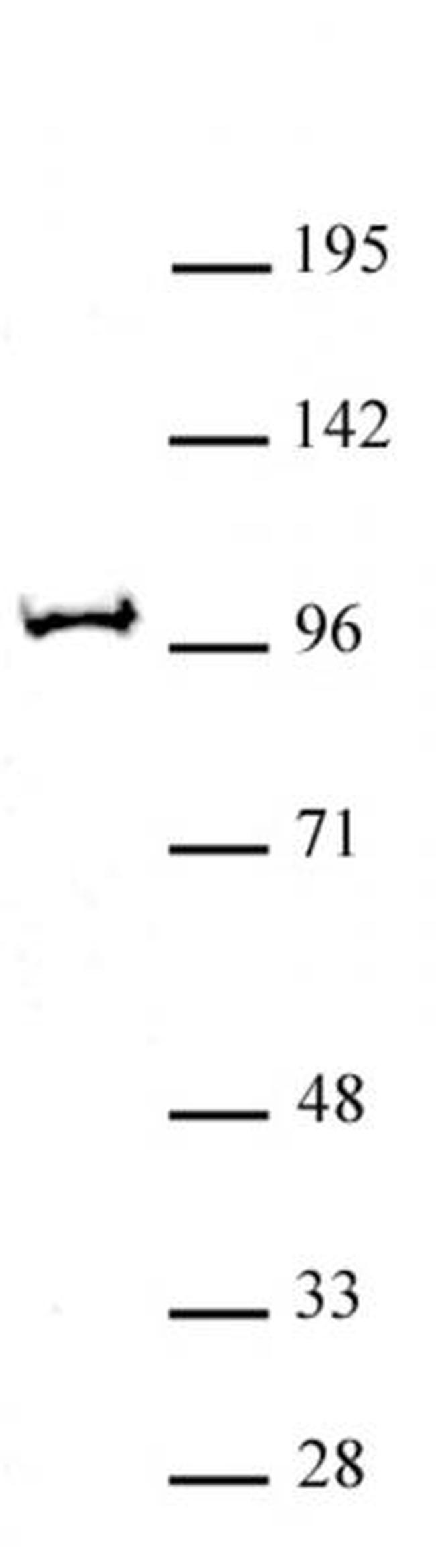 BAP1 Antibody in Western Blot (WB)