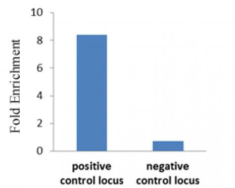 RBPJ Antibody in ChIP Assay (ChIP)