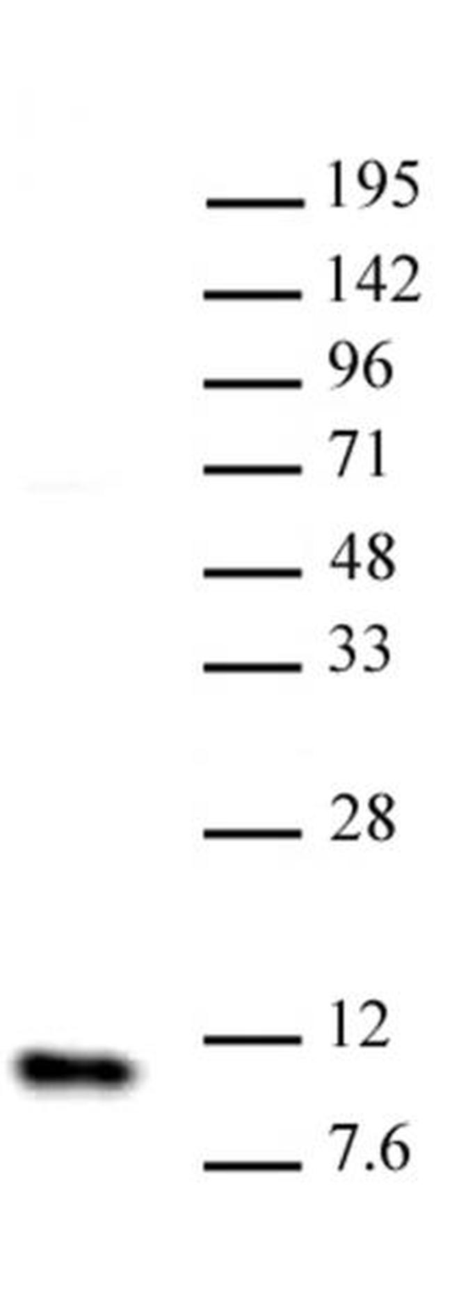 Histone H4 Antibody in Western Blot (WB)