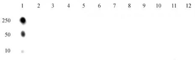 Histone H4K5ac Antibody in Dot Blot (DB)