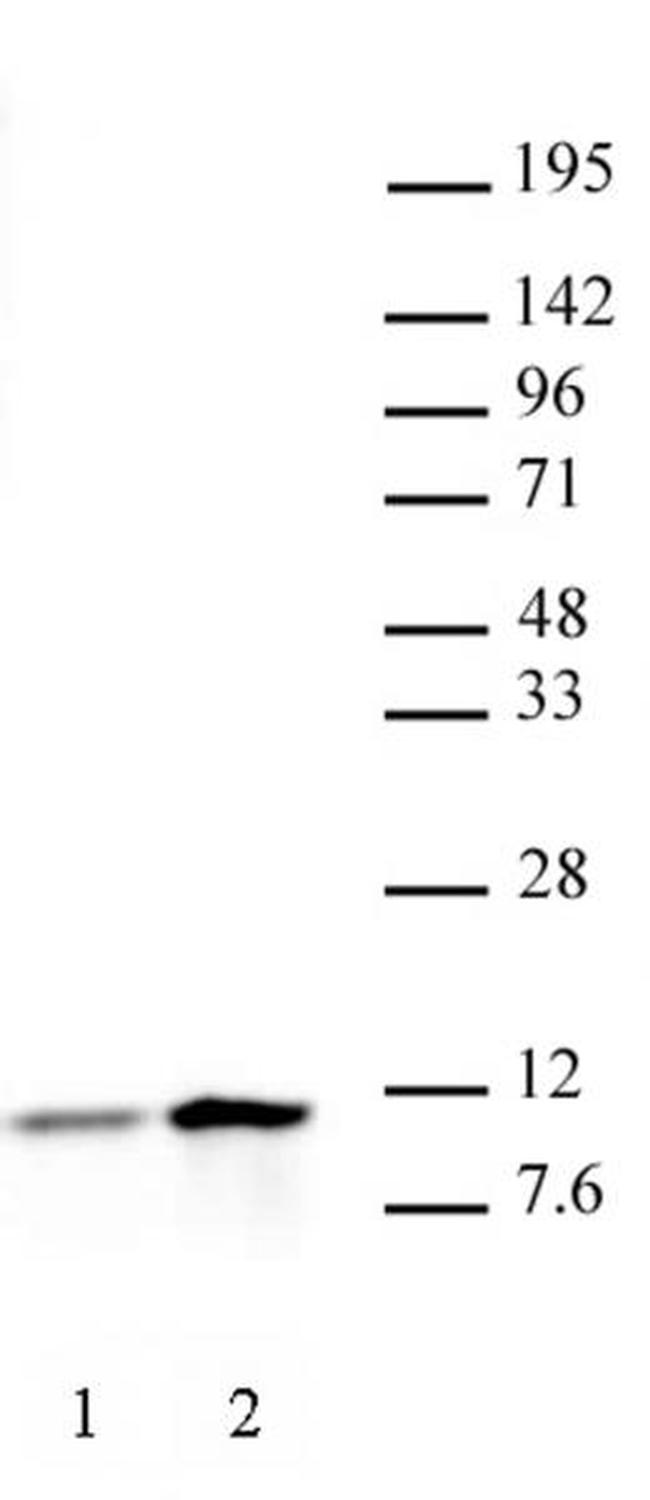 Histone H4K5ac Antibody in Western Blot (WB)